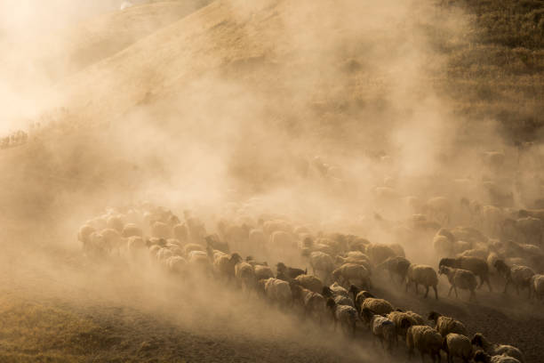 istock A flock of sheep 1159278080