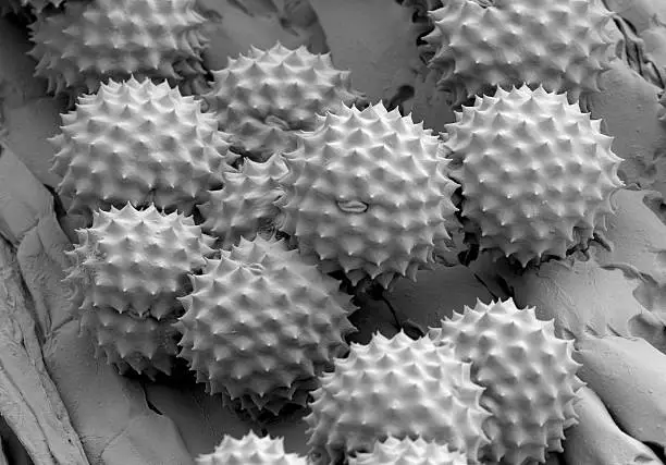 Scanning electron image of ambrosia pollen. Magnification 2000 times, by 4x5 inch.