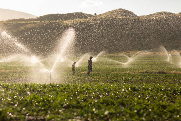 the farmer watering with sprinklers - watering place imagens e fotografias de stock