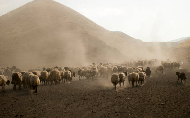 istock A flock of sheep 1159278327