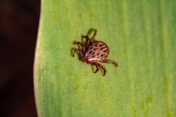 istock A dangerous parasite and infection carrier mite 1159278407