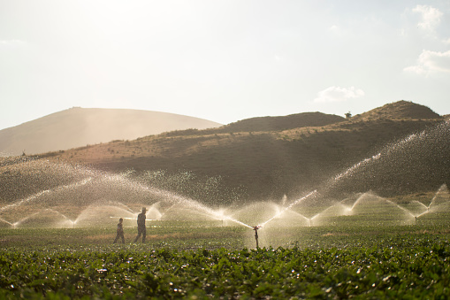 The farmer watering with sprinklers
