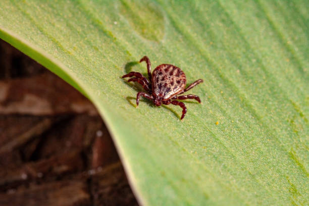 istock A dangerous parasite and infection carrier mite 1159279104