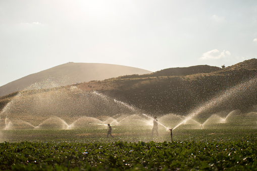 The farmer watering with sprinklers
