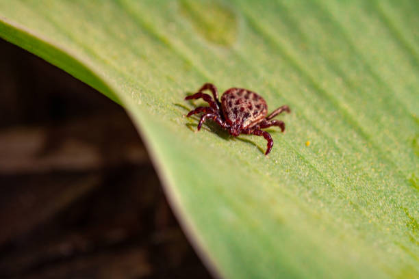 istock A dangerous parasite and infection carrier mite 1159279412