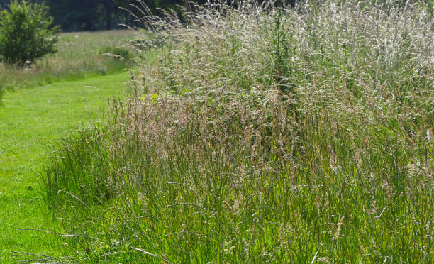 istock Summer grasses on Hampstead Heath, London 1159279463