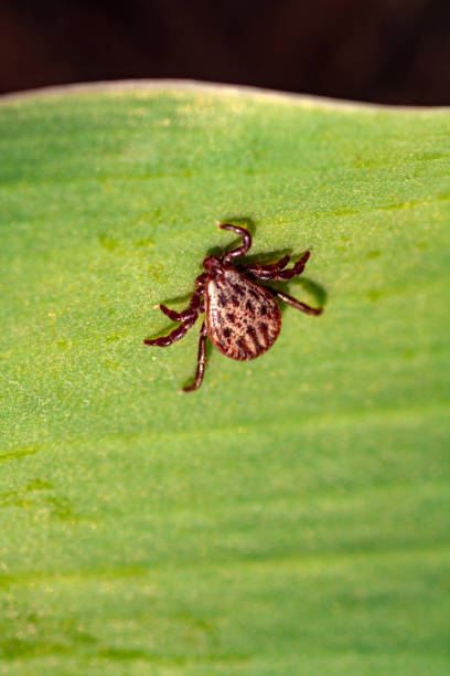 istock A dangerous parasite and infection carrier mite 1159280052