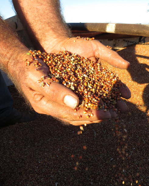 agricultural harvester harvesting red sorghum seeds