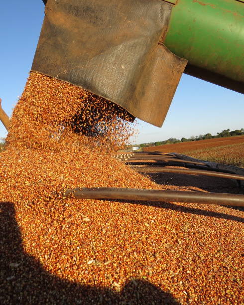 istock agricultural harvester harvesting red sorghum seeds 1159281082