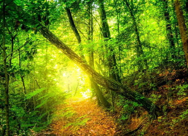 scène de forêt avec la lumière du soleil filtrant par le feuillage de forêt illuminant un sentier de randonnée - great smoky mountains flash photos et images de collection