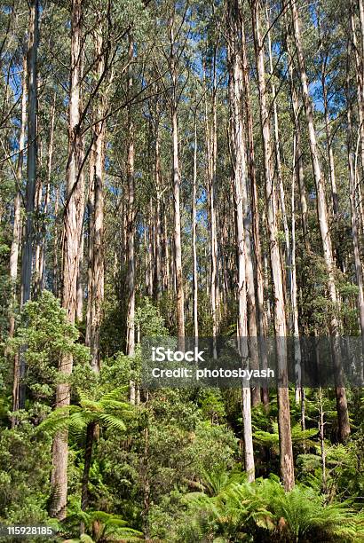 Foto de Altos Floresta De Eucalipto No Black Spur Victoria Austrália e mais fotos de stock de Arbusto