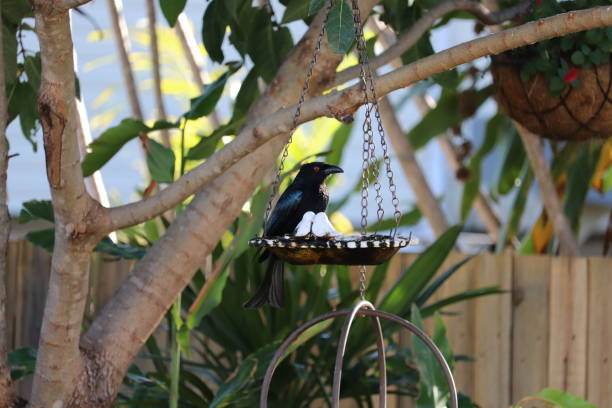 istock Focus on black drongo bird perched on bird bath hanging from tree in backyard 1159282546