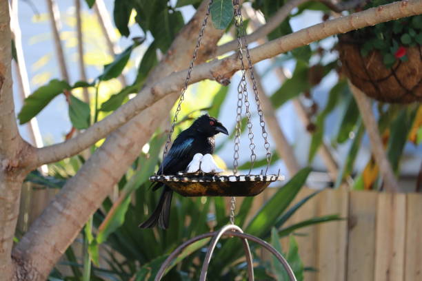 istock Focus on black drongo bird perched on small bird bath hanging from tree in backyard 1159282558