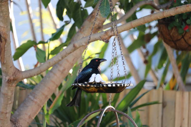 istock Close up of Australian black drongo bird perched on small hanging bird bath in tree in backyard 1159282561