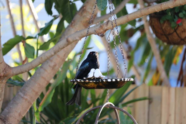 istock Close up of Australian black drongo bird perched on small bird bath in tree in backyard 1159282567