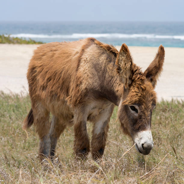 istock Wild Donkey at Boca Grandi Beach, Aruba 1159283798