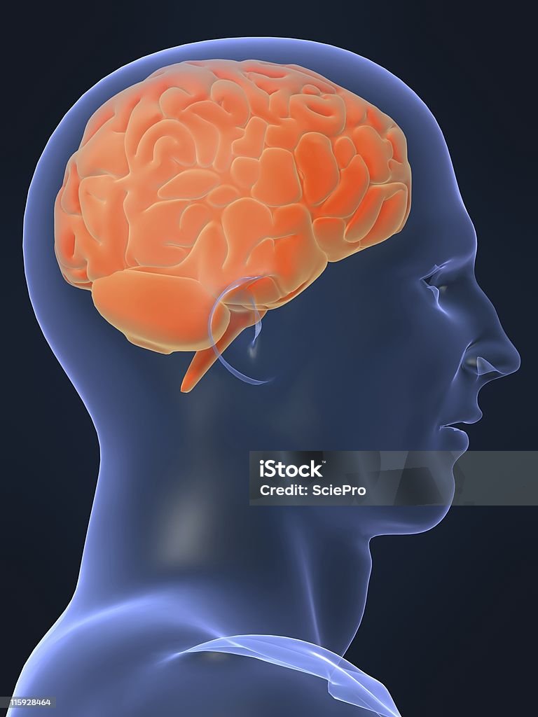 human brain 3d rendered illustration of the human brain Abstract Stock Photo