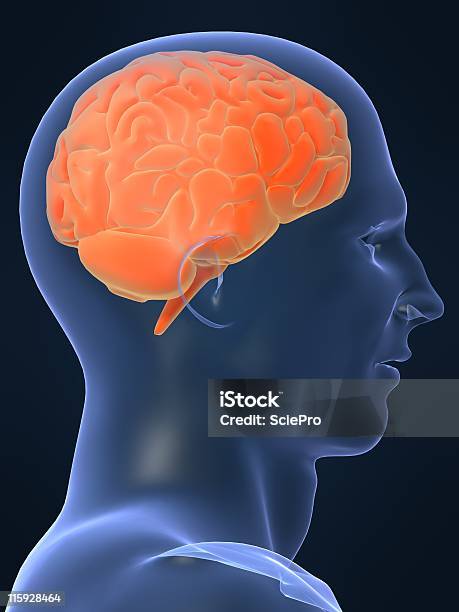 Human Brain Stock Photo - Download Image Now - Abstract, Agreement, Anatomy