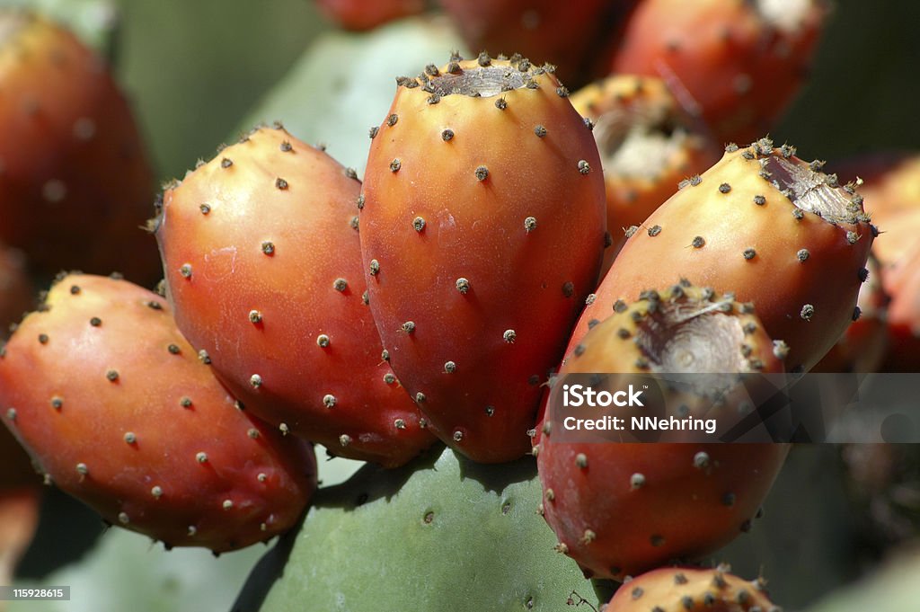 Poire piquante, Opuntia espèces - Photo de Cactus libre de droits