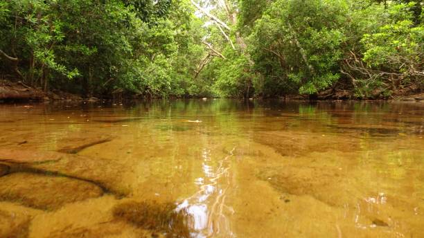 локхарт-ривер-роуд, элд. - rainforest forest river australia стоковые фото и изобр�ажения