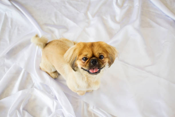 istock Pekingese dog looking at camera on indoors 1159287855