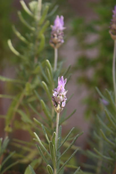 istock Unique lavender in the yard on macro focus 1159289811