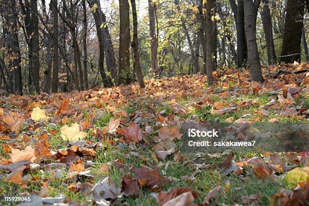 Rücken Lite Sie Auf Waldboden Stockfoto und mehr Bilder von Ahorn - Ahorn, Blatt - Pflanzenbestandteile, Eiche