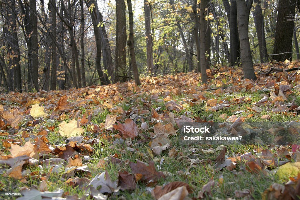Costas lite sair do chão da floresta - Foto de stock de Caindo royalty-free