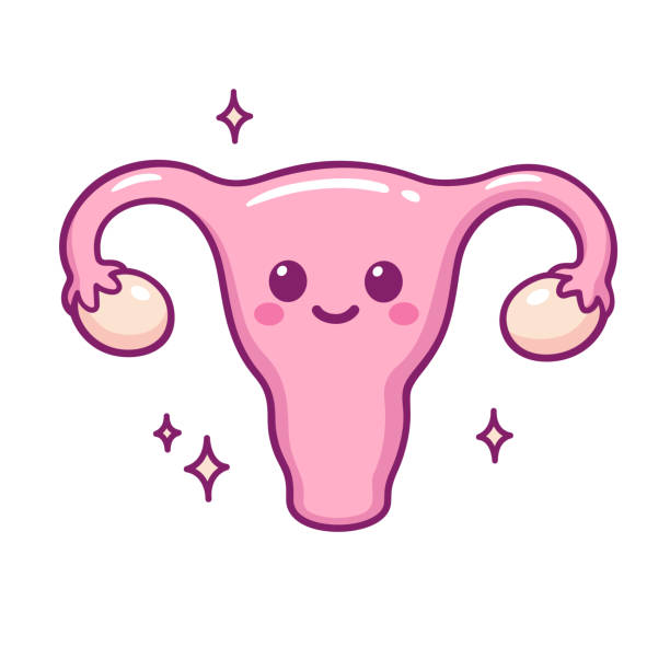 Cute cartoon uterus Cute cartoon uterus doodle with funny smiling face. Hand drawn kawaii vector illustration. uterus stock illustrations