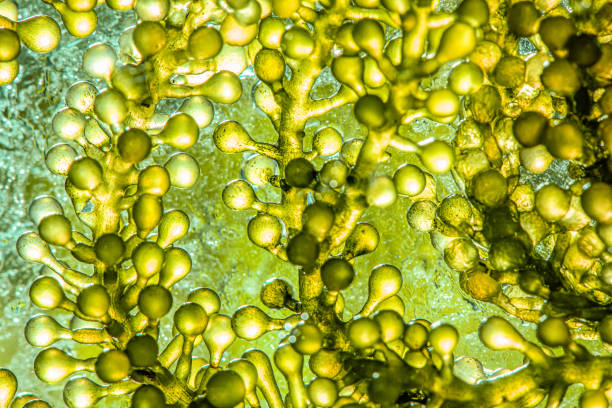 istock Biofuel research process in laboratory, Microalgae Photobioreactor for alternative energy innovation in Renewable Energy Laboratory 1159291602