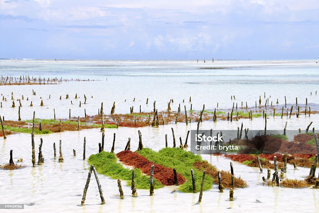 farm di alghe marine - Foto stock royalty-free di Alga