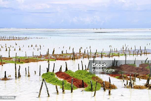 Farm Di Alghe Marine - Fotografie stock e altre immagini di Alga - Alga, Fattoria, Acqua