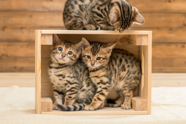 kittens playing in the wooden box, three bengal kittens - pets curiosity cute three animals imagens e fotografias de stock