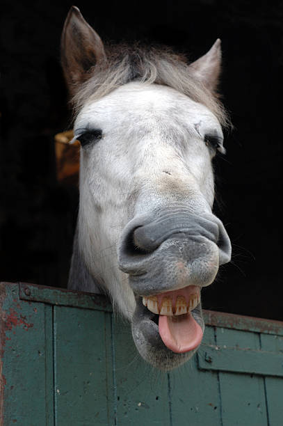 vous recherchez un dentiste&nbsp;? - horse animal head laughing animal photos et images de collection