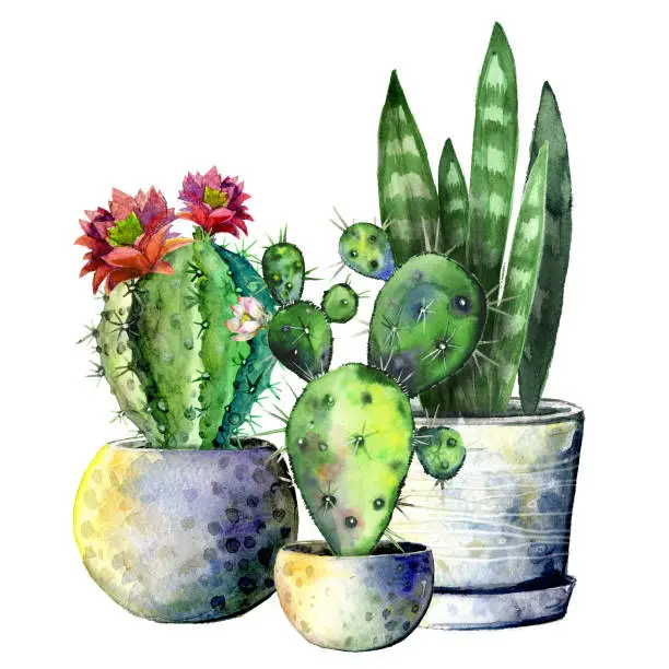 Photo of The composition of the three cacti in pots. Isolate on white background. Watercolor hand drawn illustration
