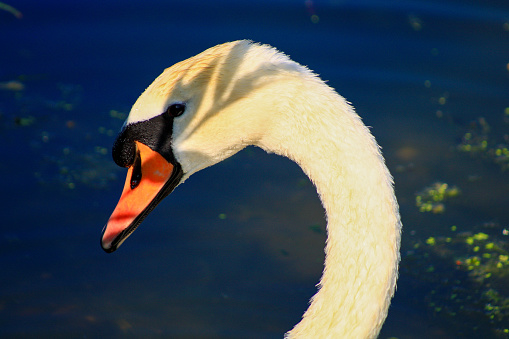 Close-up on a mute swan head.