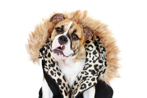 Cute Bulldog wearing a jacket on white background.