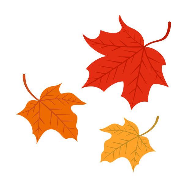 흰색 배경에 고립 된 단풍 나무 잎 - maple leaf leaf autumn single object stock illustrations