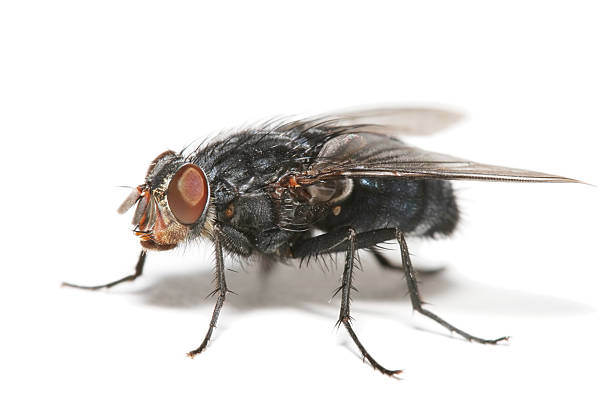 grande fly 03 - mosca domestica foto e immagini stock