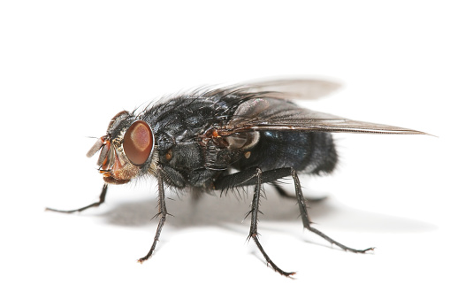 Palpada agrorum - the Double banded Plushback - Top dorsal view isolated on white background with pollen all over it