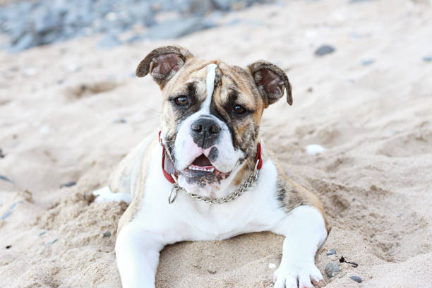 istock Australian Bulldog Looking at Camera on Beach 1159297630