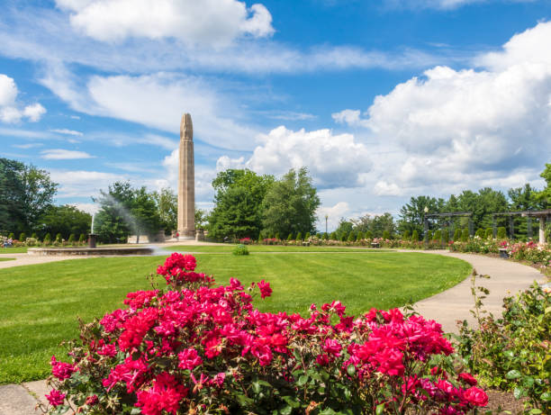Red rosebush with World War 1 memorial in the background stock photo