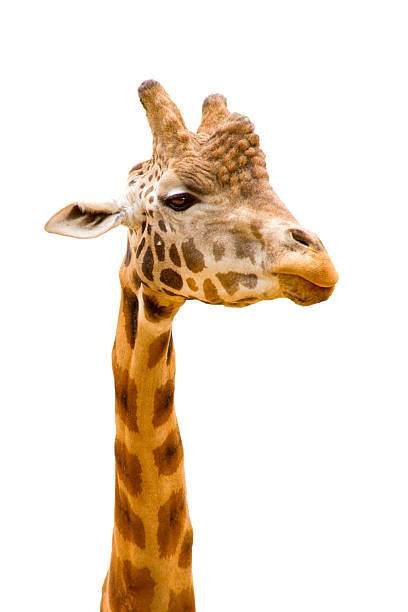 istock Giraffe head and neck on white background 115930274