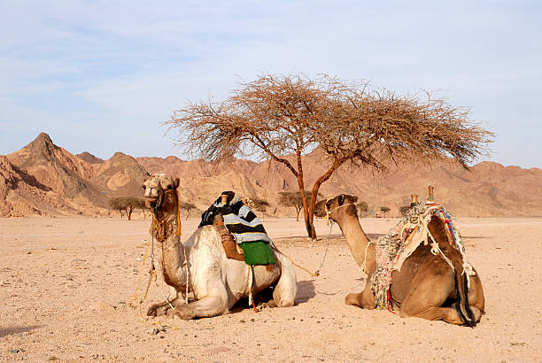 Sinai Desert,Egypt.