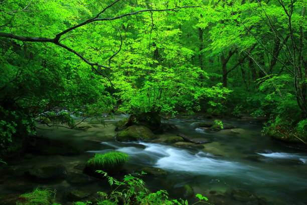 ruisseau de montagne d'été de préfecture d'aomori - parc national de towada hachimantai photos et images de collection