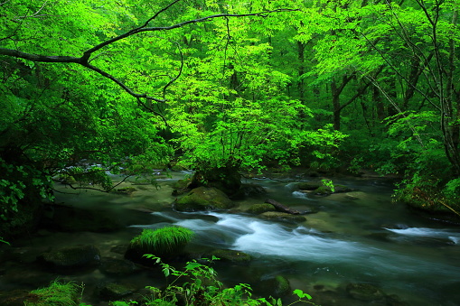 Aomori Prefecture summer mountain stream