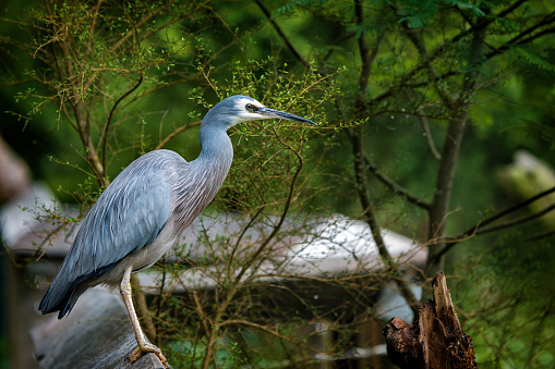 A Great Blue Heron perched on a fence