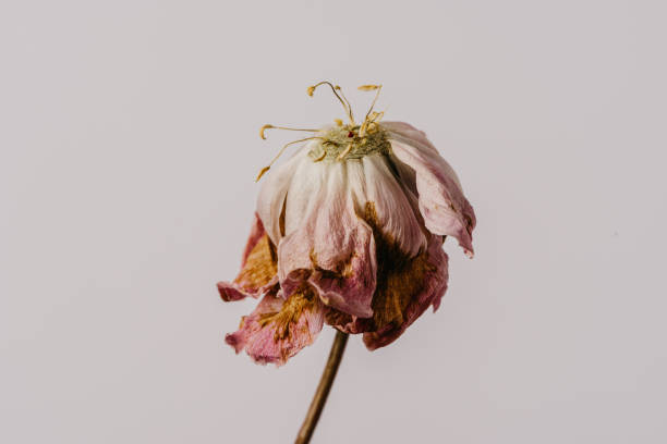 Beautiful wilted pink peony on white background. Studio shot