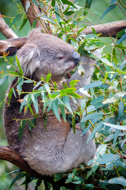 coala (phascolarctos cinereus) - koala bear animals in the wild perching - fotografias e filmes do acervo