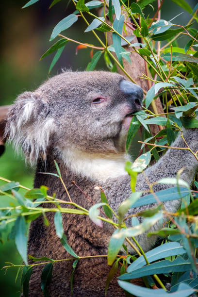 coala (phascolarctos cinereus) - koala bear animals in the wild perching - fotografias e filmes do acervo